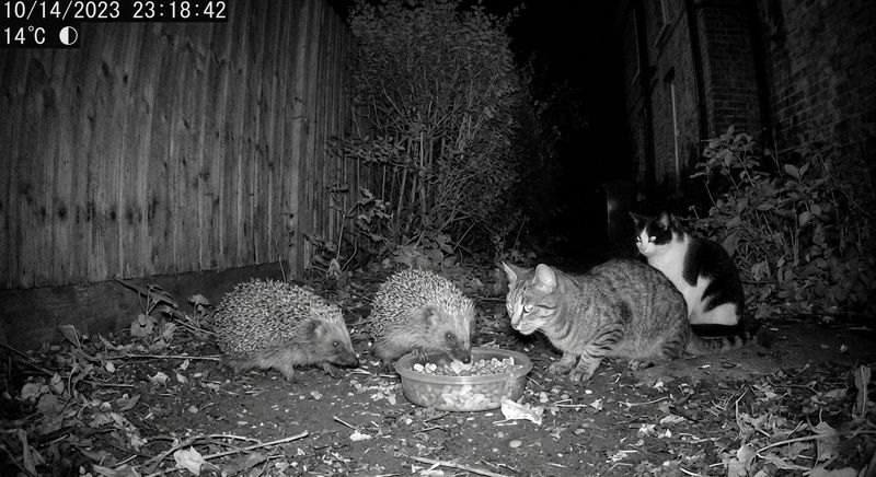 Captura de trailcam mostrando gatos y erizos en un punto de alimentación